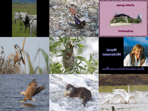 klicke hier, um die Datei herunterzuladen Bilder-Galerie vom 14112013 Tiere 2