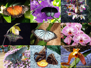 klicke hier, um die Datei herunterzuladen SCHMETTERLINGE und Orchideen