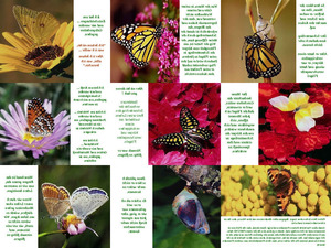 klicke hier, um die Datei herunterzuladen Schmetterling