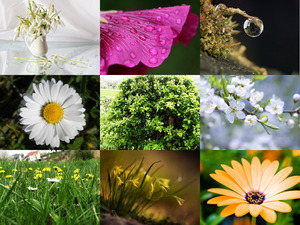 Super schne Aufnahmen von Blumen