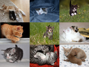 klicke hier, um die Datei herunterzuladen Little tigers 3