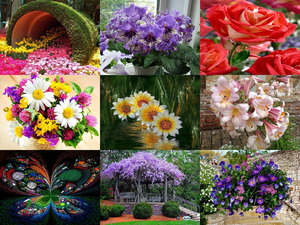 tolle Bilder von Blumen