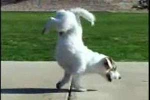 worldscoolestdog
