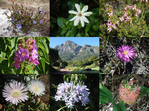 Blumen in Sdafrika im Februar 2014