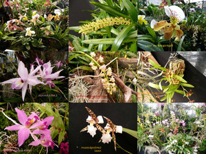 Orchideen Austellung 2012