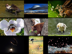 klicke hier, um die Datei herunterzuladen die besten Naturbilder 2013