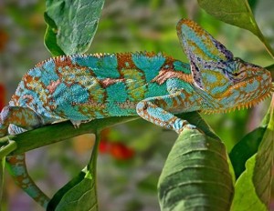 klicke hier, um die Datei herunterzuladen Fantastische Fotos