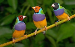 klicke hier, um die Datei herunterzuladen Bunte Vogelwelt