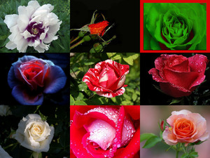 klicke hier, um die Datei herunterzuladen rosen