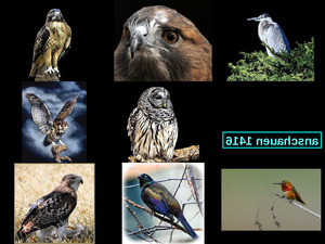 klicke hier, um die Datei herunterzuladen schöne Vogelbilder