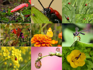 Blumen - Insekten
