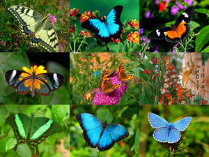 klicke hier, um die Datei herunterzuladen Papillons - wundervolle Schmetterlinge