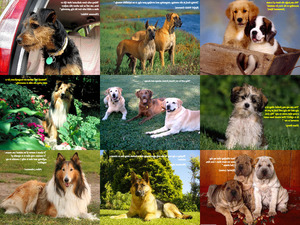 klicke hier, um die Datei herunterzuladen Dogs