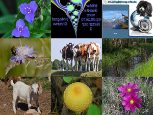 klicke hier, um die Datei herunterzuladen Natur pur