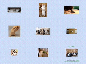klicke hier, um die Datei herunterzuladen Katzen zum schmunzeln 4