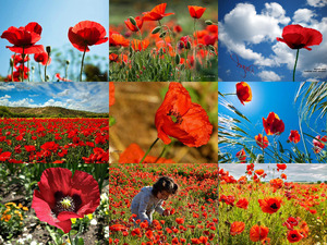 klicke hier, um die Datei herunterzuladen Mohn