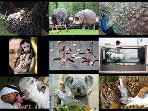 klicke hier, um die Datei herunterzuladen Beautiful nature