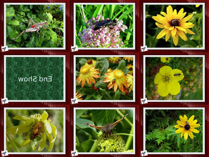 Insekten-und-Blumen