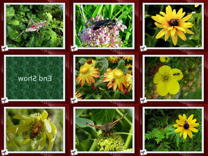 klicke hier, um die Datei herunterzuladen Insekten-und-Blumen