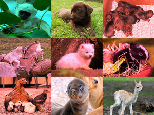 klicke hier, um die Datei herunterzuladen Entzueckende Tierbabys
