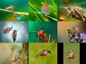 klicke hier, um die Datei herunterzuladen Makro-Fotografie