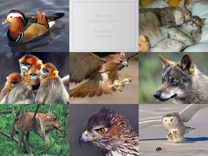 klicke hier, um die Datei herunterzuladen Animaux