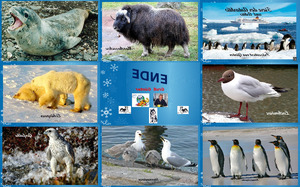 Tiere der Arktis und Antarktis