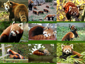 klicke hier, um die Datei herunterzuladen Rote Pandas