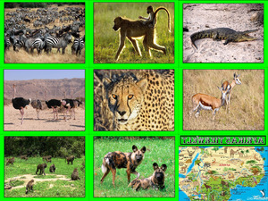 klicke hier, um die Datei herunterzuladen AFRIKAS TIERWELT