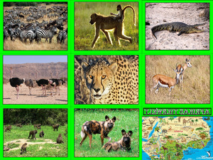 AFRIKAS TIERWELT