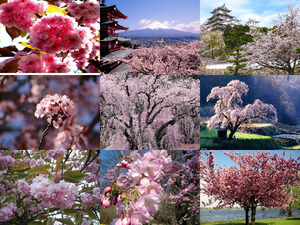 Japanische Kirschblte