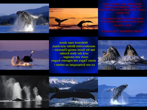 Wale von Vancouver