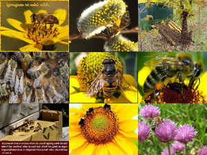 Die Lebenswelt der Bienen