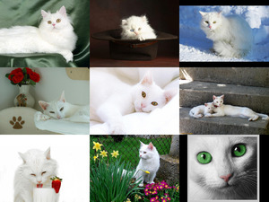 Weisse Katzen
