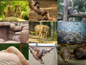klicke hier, um die Datei herunterzuladen Burgers Zoo 2
