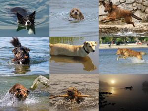 Wasserspa mit Hunden