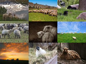 Bilder von Schafen