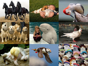klicke hier, um die Datei herunterzuladen Tierfreunde 4