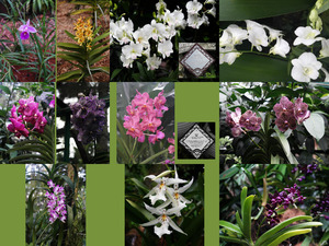 Singapur Orchids