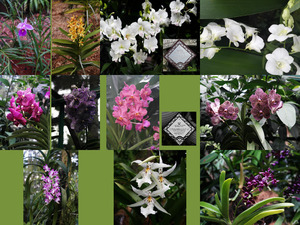 klicke hier, um die Datei herunterzuladen Singapur Orchids