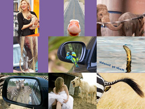 klicke hier, um die Datei herunterzuladen Animalfun