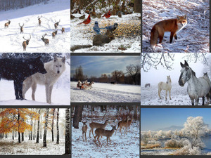 klicke hier, um die Datei herunterzuladen Winter