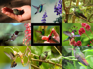 klicke hier, um die Datei herunterzuladen Kolibris