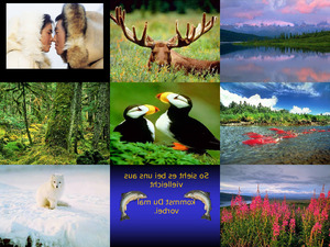 klicke hier, um die Datei herunterzuladen Bilder aus Alaska