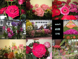 klicke hier, um die Datei herunterzuladen Fest der Blumen in Brasilien