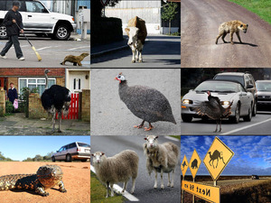 crossing the road