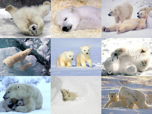 klicke hier, um die Datei herunterzuladen der kleine Polarbär