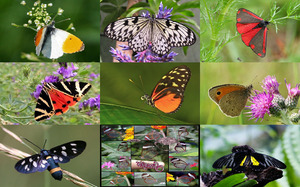 klicke hier, um die Datei herunterzuladen Butterfly
