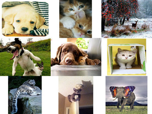klicke hier, um die Datei herunterzuladen Tierfreunde 33
