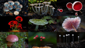 The wonderful world of mushrooms